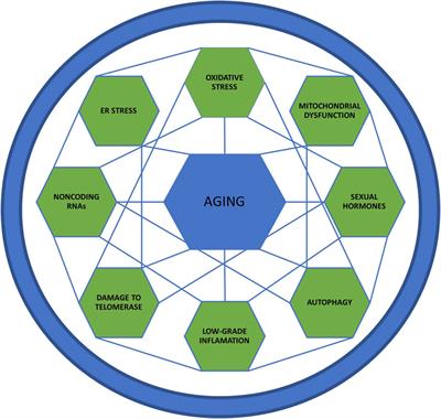 Sex Differences in Molecular Mechanisms of Cardiovascular Aging